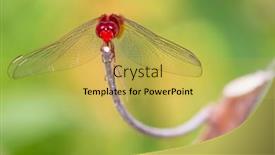  Presentation with dragonfly - Audience pleasing presentation theme consisting of urothemis-signata-dragonfly-species backdrop and a yellow colored foreground