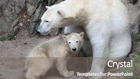  Presentation with polar bear - Presentation design consisting of ursus maritimus with its mother background and a gray colored foreground