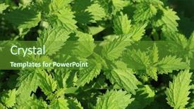  Presentation with background and significance - Presentation design enhanced with urticaria - stinging nettles background background and a tawny brown colored foreground