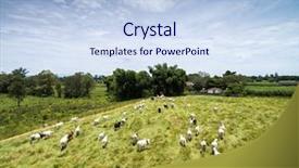  Presentation with farm - Presentation theme having uruguay - cows on a farm background and a sky blue colored foreground