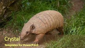  Presentation with aircraft maintenance six sigma - Beautiful PPT theme featuring uruguay - six-banded armadillo euphractus sexcinctus also backdrop and a tawny brown colored foreground