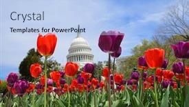  Presentation with springtime - Cool new presentation theme with us capitol in springtime - washington dc united states backdrop and a light blue colored foreground