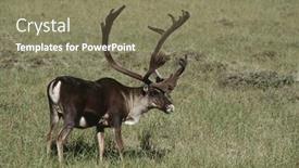  Presentation with usa - Theme enhanced with usa-alaska-caribou-standing background and a violet colored foreground