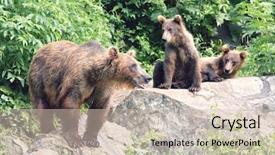  Presentation with rocks - Beautiful PPT theme featuring usa alaska three brown bears backdrop and a soft green colored foreground