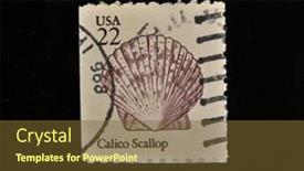  Presentation with seashell - 