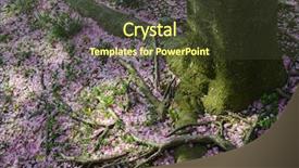  Presentation with tree roots - Colorful PPT layouts enhanced with cherry tree roots covered with cherry blossom petals during cherry blossom festival in tidal basin - washington dc united states of america backdrop and a tawny brown colored foreground