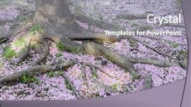  Presentation with tree roots - Slides having cherry tree roots covered with cherry blossom petals during cherry blossom festival in tidal basin - washington dc united states of america background and a gray colored foreground