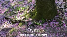  Presentation with tree roots - Audience pleasing theme consisting of cherry tree roots covered with cherry blossom petals during cherry blossom festival in tidal basin - washington dc united states of america backdrop and a gray colored foreground