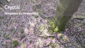  Presentation with tree roots - PPT layouts featuring cherry tree roots covered with cherry blossom petals during cherry blossom festival in tidal basin - washington dc united states of america background and a gray colored foreground