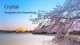  Presentation with japan cherry blossom - PPT theme consisting of usa japan - taidal basin and jeffersion memorial background and a light blue colored foreground