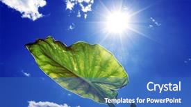  Presentation with sun - Presentation theme featuring usana - plant and the sun background and a teal colored foreground