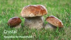  Presentation with three dimensinal geometry - Colorful slides enhanced with usana - three mushrooms backdrop and a tawny brown colored foreground