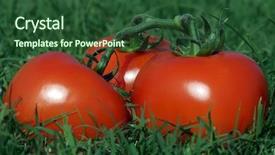  Presentation with field of lavendar - Beautiful presentation design featuring usana - tomatoes in the field backdrop and a  colored foreground