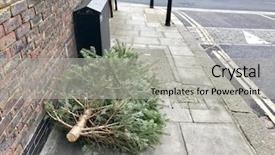  Presentation with christmas tree - Colorful PPT layouts enhanced with used christmas tree dumped backdrop and a light gray colored foreground