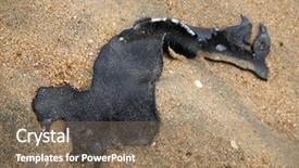  Presentation with whales - Audience pleasing presentation theme consisting of uses bones - close up view backdrop and a coral colored foreground