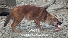  Presentation with wild dog - PPT theme having ussuri-dhole-cuon-alpinus-alpinus background and a gray colored foreground
