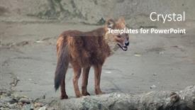  Presentation with wild dog - Slide set enhanced with ussuri-dhole-cuon-alpinus-alpinus background and a gray colored foreground