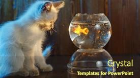  Presentation with fish aquarium - Amazing PPT layouts having ute-kitten-looks backdrop and a wine colored foreground