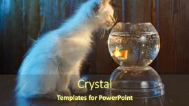  Presentation with fish aquarium - PPT layouts with ute-kitten-looks background and a tawny brown colored foreground