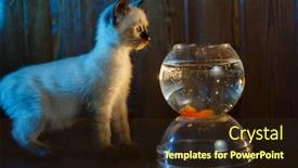  Presentation with fish aquarium - Presentation theme having ute-kitten-looks background and a wine colored foreground