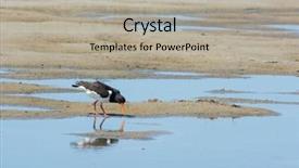  Presentation with nature - Presentation theme featuring utopia - eurasian oystercatcher in nature water background and a  colored foreground
