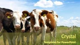 Presentation with field of lavendar - PPT theme enhanced with vaca - calves on the field background and a tawny brown colored foreground