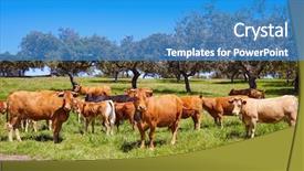  Presentation with grazing - Colorful slide deck enhanced with vaca - cows grazing in extremadura dehesa backdrop and a teal colored foreground