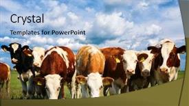  Presentation with meadow - PPT theme having vaca - cows on a green summer background and a light blue colored foreground