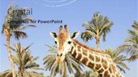  Presentation with shape heart - Cool new slides with vacation-concept-giraffe-palms-aircraft backdrop and a light blue colored foreground