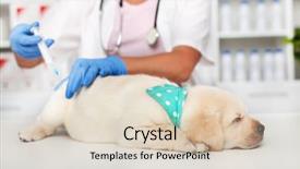  Presentation with veterinary - Slides with vaccinations - cute young labrador puppy dog background and a lemonade colored foreground