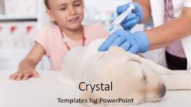  Presentation with veterinary - PPT layouts consisting of vaccine at the veterinary background and a lemonade colored foreground