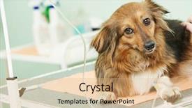  Presentation with veterinary - Audience pleasing slide deck consisting of the dog in veterinary backdrop and a coral colored foreground