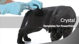  Presentation with veterinary - PPT layouts with vaccine veterinary - labrador retriever puppy getting vaccinated background and a dark gray colored foreground