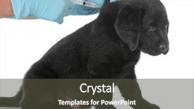  Presentation with puppy - Colorful presentation enhanced with vaccine veterinary - labrador retriever puppy getting vaccinated backdrop and a tawny brown colored foreground