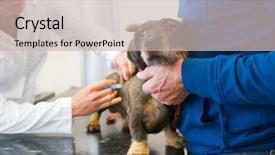  Presentation with dachshund - Colorful PPT theme enhanced with vaccine veterinary - little dachshund is having fear backdrop and a soft green colored foreground