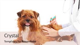  Presentation with veterinary - Theme having vaccine veterinary - picture of a vet injecting background and a coral colored foreground