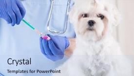  Presentation with veterinary - Amazing slide set having vaccine veterinary - smiling vet making a checkup backdrop and a light blue colored foreground