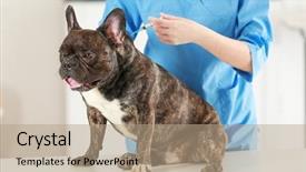  Presentation with veterinary - Slides enhanced with vaccine veterinary - veterinarian vaccinating dog in light background and a coral colored foreground