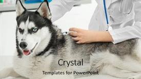  Presentation with husky - Presentation theme featuring vaccine veterinary - veterinarian vaccinating husky dog background and a light gray colored foreground