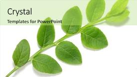  Presentation with antiseptic - Colorful slide deck enhanced with vaccinium myrtillus - bilberry leaves - traditionally backdrop and a yellow colored foreground