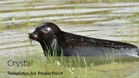  Presentation with marine conservation - 