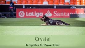  Presentation with police dog - 