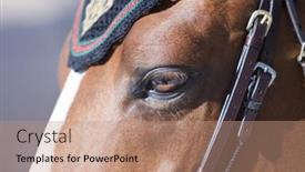  Presentation with equestrian - Beautiful presentation theme featuring valencia-spain-may-8-horse backdrop and a coral colored foreground