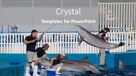  Presentation with dolphin - 