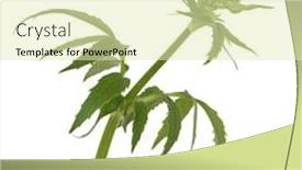  Presentation with bud - Audience pleasing theme consisting of valerian herb flower bud isolated over white background valeriana backdrop and a soft green colored foreground