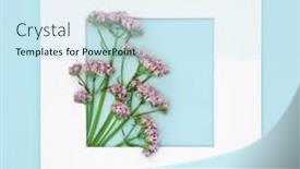  Presentation with botanical - Slide deck consisting of valerian-herb-flower-plant-background background and a sky blue colored foreground