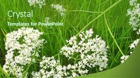  Presentation with grass - Presentation theme enhanced with valeriana-on-the-grass-valeriana background and a tawny brown colored foreground