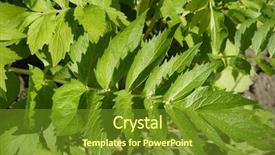  Presentation with leaf water drops fresh - Cool new presentation with valium - fresh leaf of valerian plants backdrop and a tawny brown colored foreground