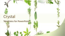  Presentation with herb - Theme featuring valium - herb leaf selection forming two background and a cream colored foreground