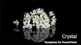  Presentation with alternative - Presentation theme with valium - valerian herb flowers alternative substitute background and a black colored foreground